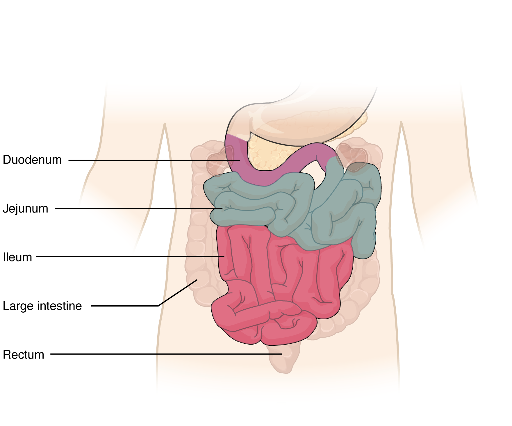 This diagram shows the small intestine. The different parts of the small intestine are labeled.