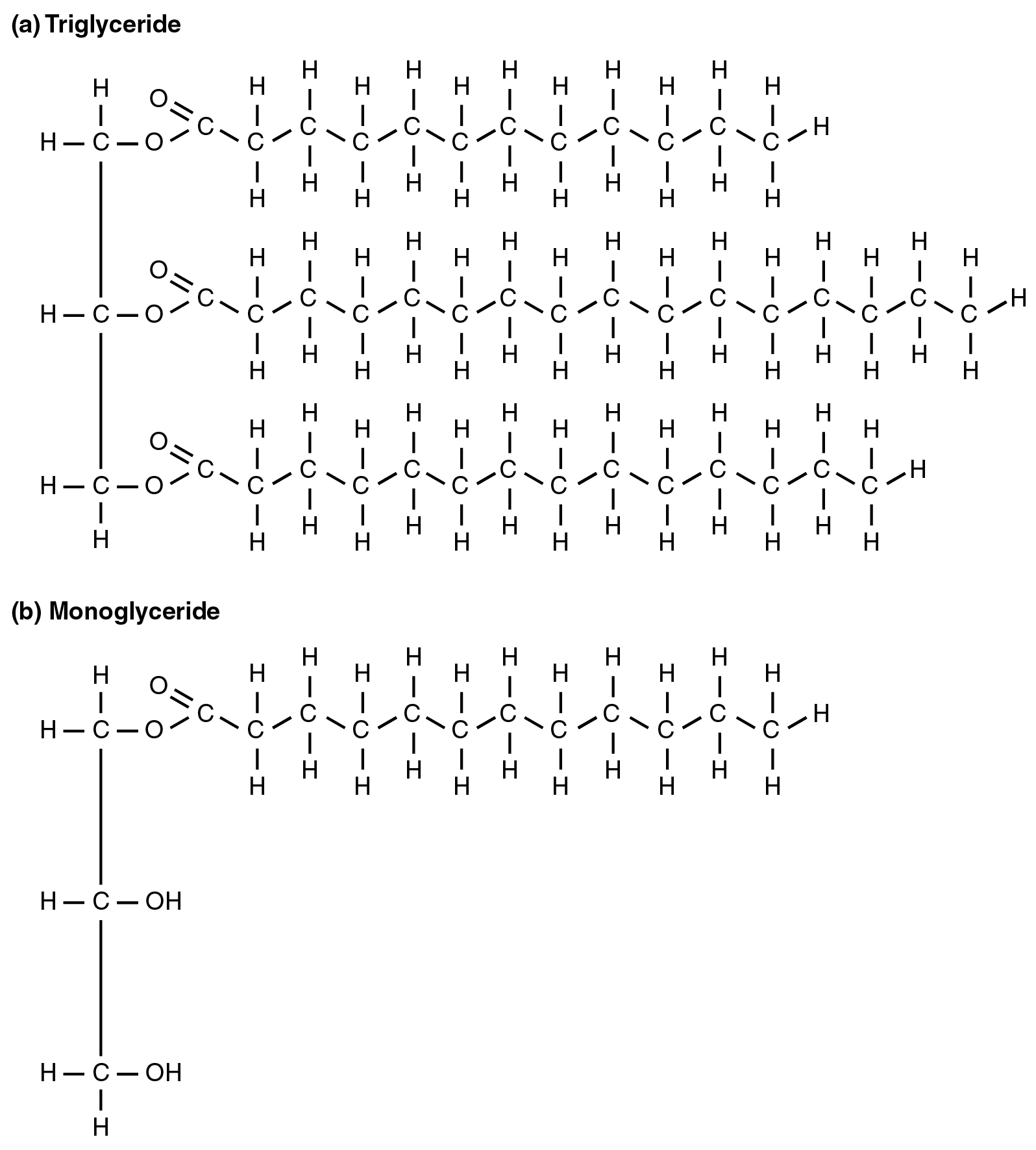 lipids monomer structure