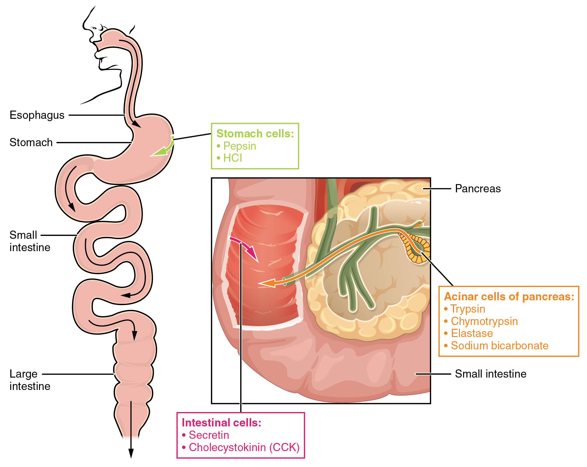 The left panel shows the main organs of the digestive system, and the right panel shows a magnified view of the intestine. Text callouts indicate the different protein digesting enzymes produced in different organs.