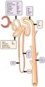 25.5 Physiology of Urine Formation: Tubular Reabsorption and Secretion ...