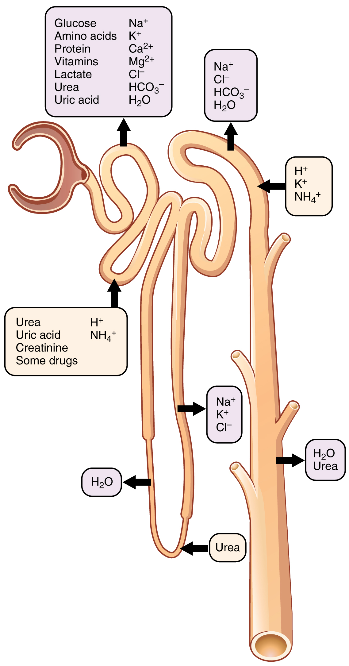 This diagram shows the different ions and chemicals that are secreted and reabsorbed along the nephron. Arrows show the direction of the movement of the substance.