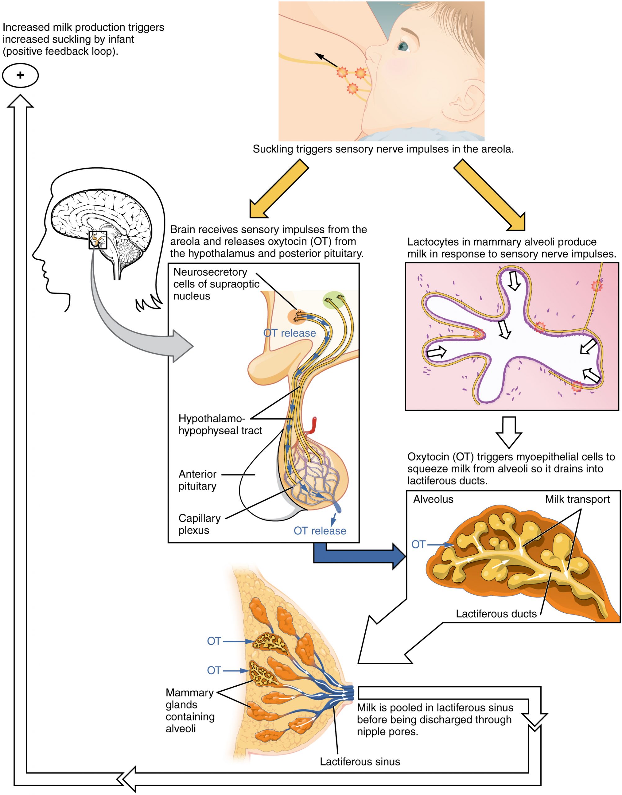 This figure shows the process of let down reflex, the process in which the brain receives sensory impulses to release the hormones necessary for producing and discharging milk to the suckling newborn.