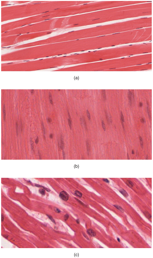 skeletal muscle under microscope