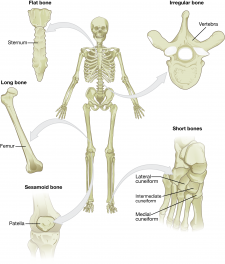 6.2 Bone Classification – Anatomy & Physiology