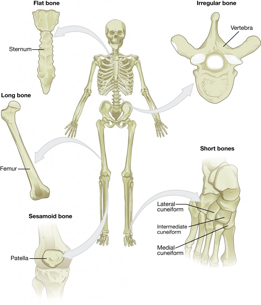 This illustration shows an anterior view of a human skeleton with call outs of five bones. The first call out is the sternum, or breast bone, which lies along the midline of the thorax. The sternum is the bone to which the ribs connect at the front of the body. It is classified as a flat bone and appears somewhat like a tie, with an enlarged upper section and a thin, tapering, lower section. The next callout is the right femur, which is the thigh bone. The inferior end of the femur is broad where it connects to the knee while the superior edge is ball-shaped where it attaches to the hip socket. The femur is an example of a long bone. The next callout is of the patella or kneecap. It is a small, wedge-shaped bone that sits on the anterior side of the knee. The kneecap is an example of a sesamoid bone. The next callout is a dorsal view of the right foot. The lateral, intermediate and medial cuneiform bones are small, square-shaped bones of the top of the foot. These bones lie between the proximal edge of the toe bones and the inferior edge of the shin bones. The lateral cuneiform is proximal to the fourth toe while the medial cuneiform is proximal to the great toe. The intermediate cuneiform lies between the lateral and medial cuneiform. These bones are examples of short bones. The fifth callout shows a superior view of one of the lumbar vertebrae. The vertebra has a kidney-shaped body connected to a triangle of bone that projects above the body of the vertebra. Two spines project off of the triangle at approximately 45 degree angles. The vertebrae are examples of irregular bones.