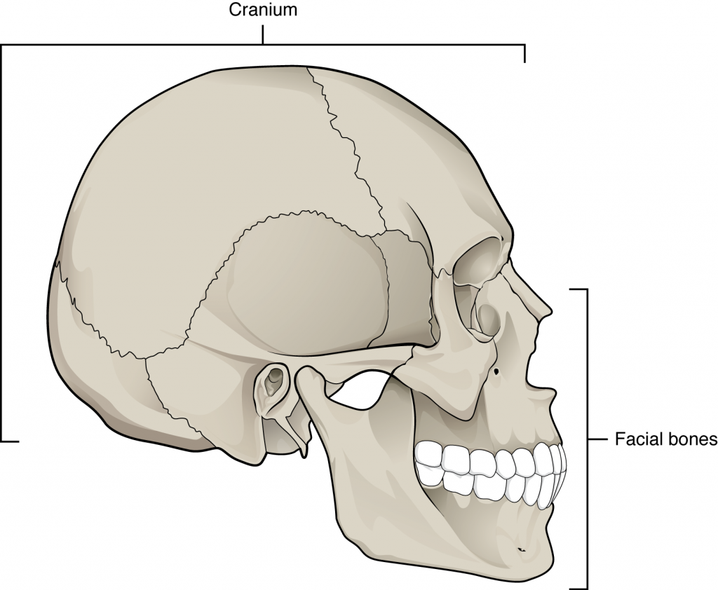 In this image, the lateral view of the human skull is shown and the brain case and facial bones are labeled.