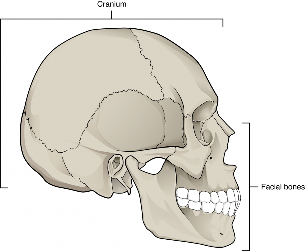 Human Skull Anatomy, Bones in Human Skull