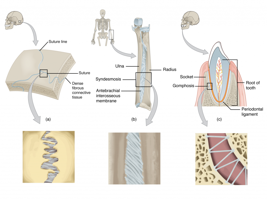 This figure shows the different types of fibrous joints. The right panel shows sutures, the middle panel shows an interosseous membrane, and the left panel shows a gomphosis.