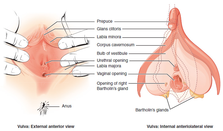 This figure shows the different organs in the male reproductive system. The top panel shows the side view of a man and an uncircumcised and a circumcised penis. The bottom panel shows the lateral view of the male reproductive system and the major parts are labeled.
