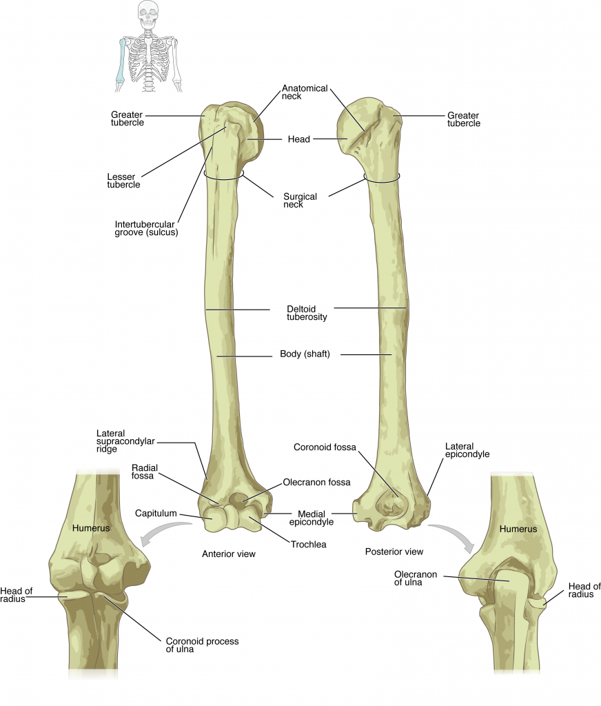 This diagram shows the bones of the upper arm and the elbow joint. The left panel shows the anterior view, and the right panel shows the posterior view.