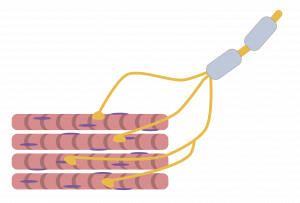 A single neuron that innervates several muscle fibers