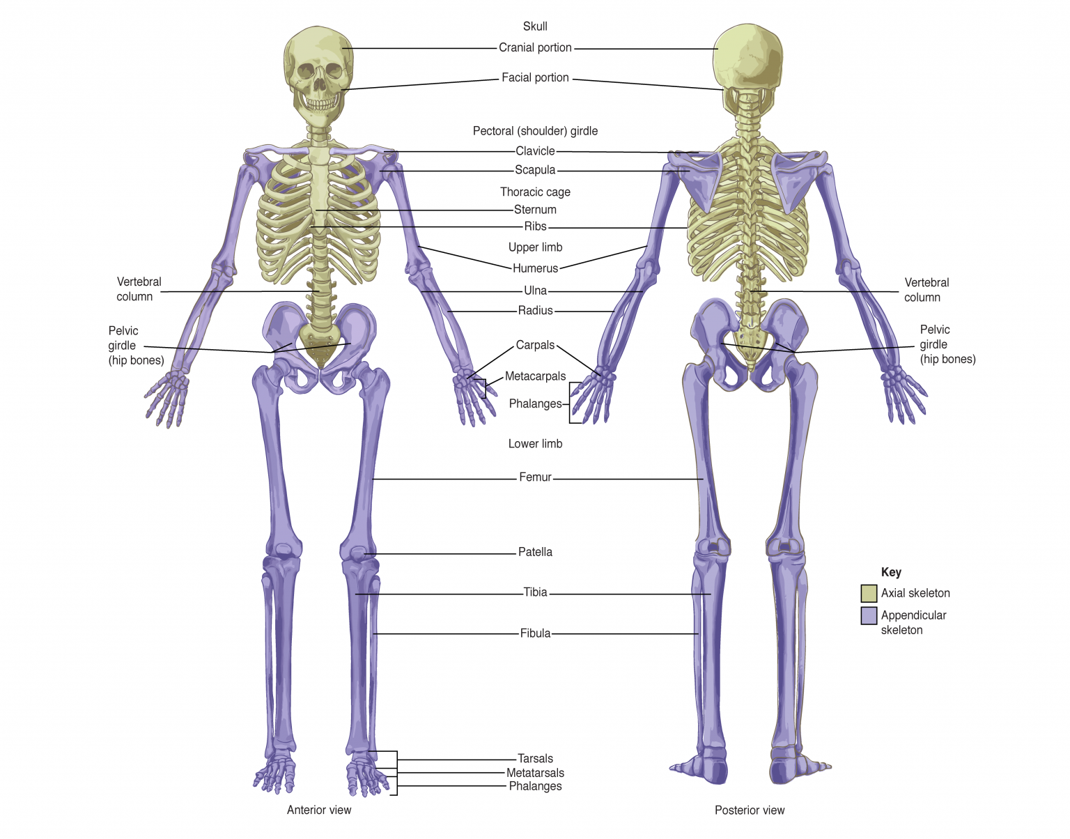 The skeleton the bones form. Skeleton Bones Axial. Axial and Appendicular Skeleton. Скелет человека анатомия Майерс.