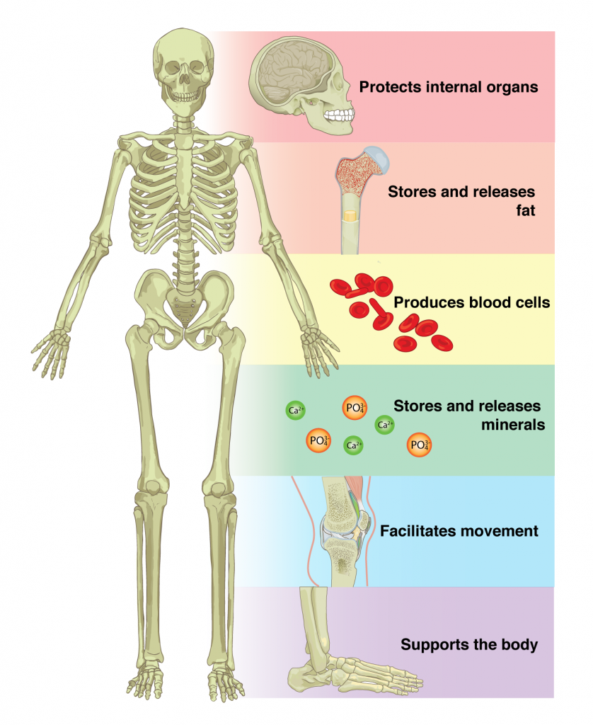 What Is the Function of the Skeletal System?