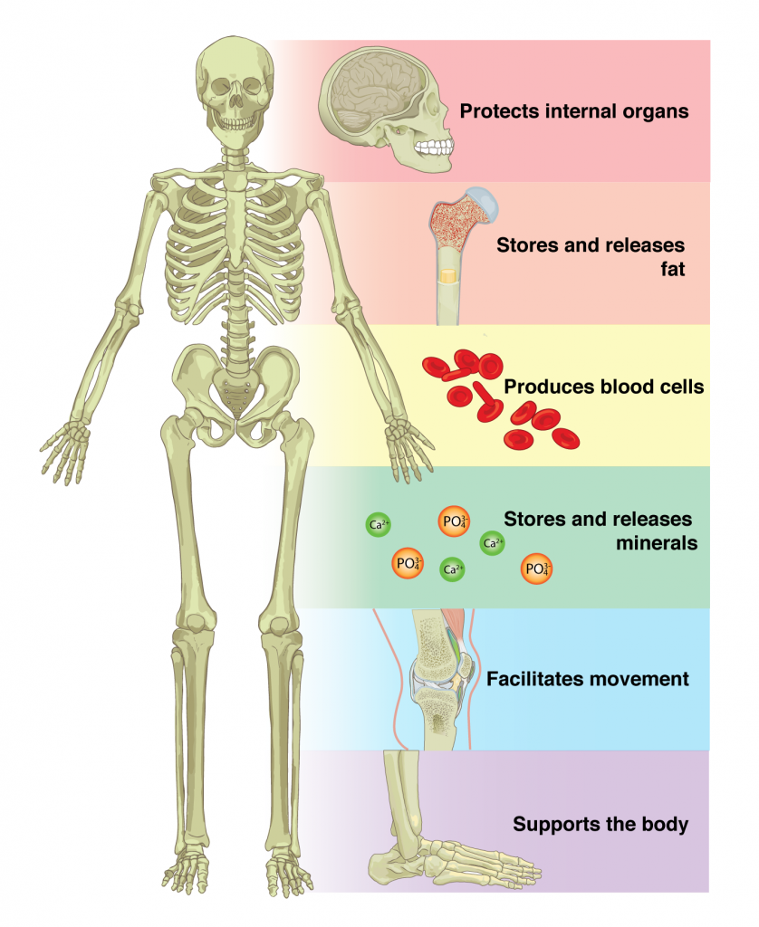 How does the Skeletal System Support and Protect Other Organs in the