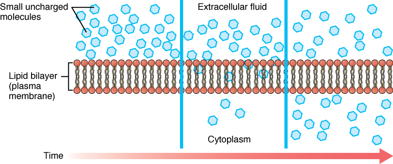 This figure shows the simple diffusion of small non-polar molecules across the plasma membrane. A red horizontal arrow pointing towards the right indicates the progress of time. The nonpolar molecules are shown in blue and are present in higher numbers in the extracellular fluid. There are a few nonpolar molecules in the cytoplasm and their number increases with time.