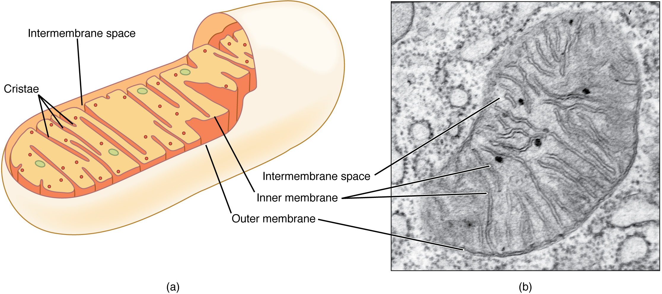 This figure shows the structure of a mitochondrion. The inner and outer membrane, the cristae and the intermembrane space are labeled. The right panel shows a micrograph with the structure of a mitochondrion in detail.