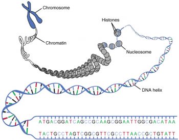 3.3 The Nucleus and DNA Replication – Anatomy & Physiology