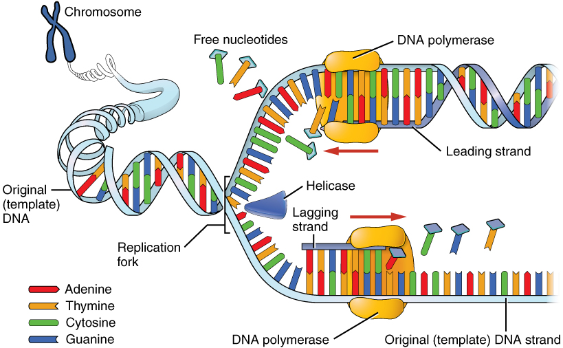 This image shows the process of DNA replication. A chromosome is shown expanding into the original template DNA and unwinding at the replication fork. The helicase is present at the replication fork. DNA polymerases are shown adding nucleotides to the leading and lagging strands.