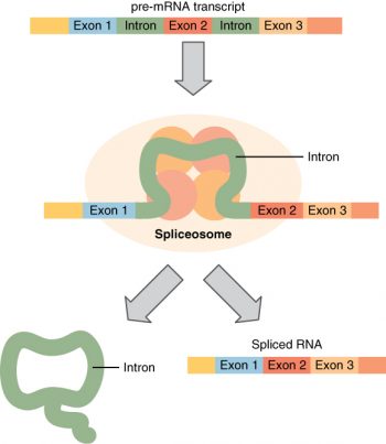 3.4 Protein Synthesis – Anatomy & Physiology