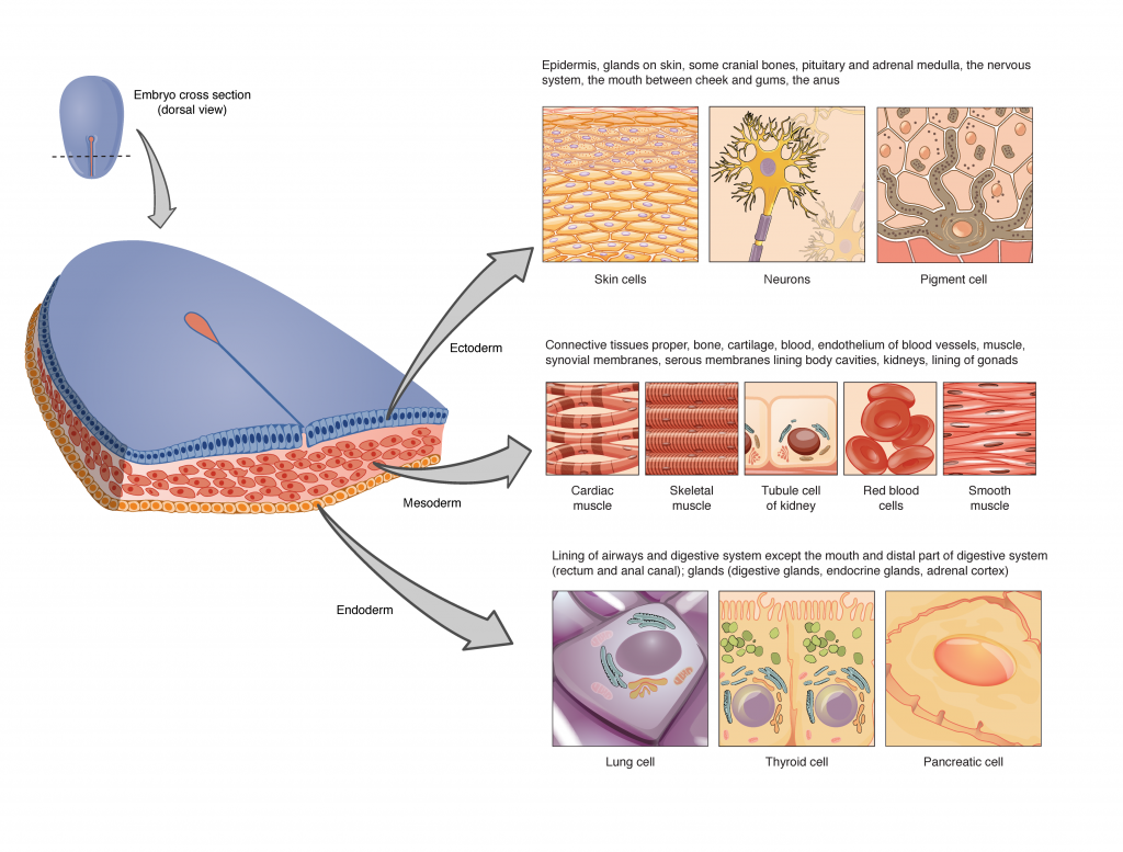 This is a two column-table containing both text and illustrations. The left column is titled germ layer while the right column is titled “Gives rise to.” The germ layer in the first row is ectoderm. Ectoderm gives rise to epidermis, glands on the skin, some cranial bones, the pituitary and adrenal medulla, the nervous system, the tissue between the cheeks and gums, and the anus. This row contains three pictures. The leftmost picture illustrates several layers of yellow, oval-shaped skin cells with purple nuclei. The middle diagram shows a neuron, which is a yellow, star shaped cell with finger like branches at its corners. The neuron also has a purple nucleus and a yellow tube that connects to the bottom of the cell. The right image in this row shows a brown pigment cell embedded at the bottom layer of several skin cells. It is secreting dark-colored pigment into the skin cells from tentacle-like projections. The germ layer in the second row is mesoderm. Mesoderm gives rise to connective tissues, bone, cartilage, blood, the endothelium of blood vessels, muscle, synovial membranes, serous membranes that line body cavities, the kidneys, and the lining of the gonads. Five images are given in this row to illustrate. The leftmost image is cardiac muscle, which is cylindrical and curved. There are many open spaces between neighboring cardiac muscles. The next image shows skeletal muscle, which is a series of closely stacked cylinders with well defined horizontal striping. The middle image shows three tubule cells of the kidney, which are square shaped and contain a brown nucleus. The fourth image shows a series of red blood cells, which are red and saucer shaped with a slight depression at the center. The fifth image shows smooth muscles which are tightly packed, diamond shaped cells with oval-shaped nuclei. Endoderm gives rise to the lining of the airways and digestive system (except the mouth and distal part of digestive system). Also, the rectum and anal canal, digestive glands, endocrine glands, and adrenal cortex all develop from endoderm. The leftmost image in this row shows a lung cell, which is a large, purple, trapezoid-shaped cell. The middle image shows a pair of thyroid cells, which are rectangle-shaped with the upper edge of each cell having a row of finger like projections, similar in appearance to carpet. The rightmost image in this row shows a pancreatic cell, which is large and wedge-shaped. The pancreatic cell has small indentations throughout its cell membrane.