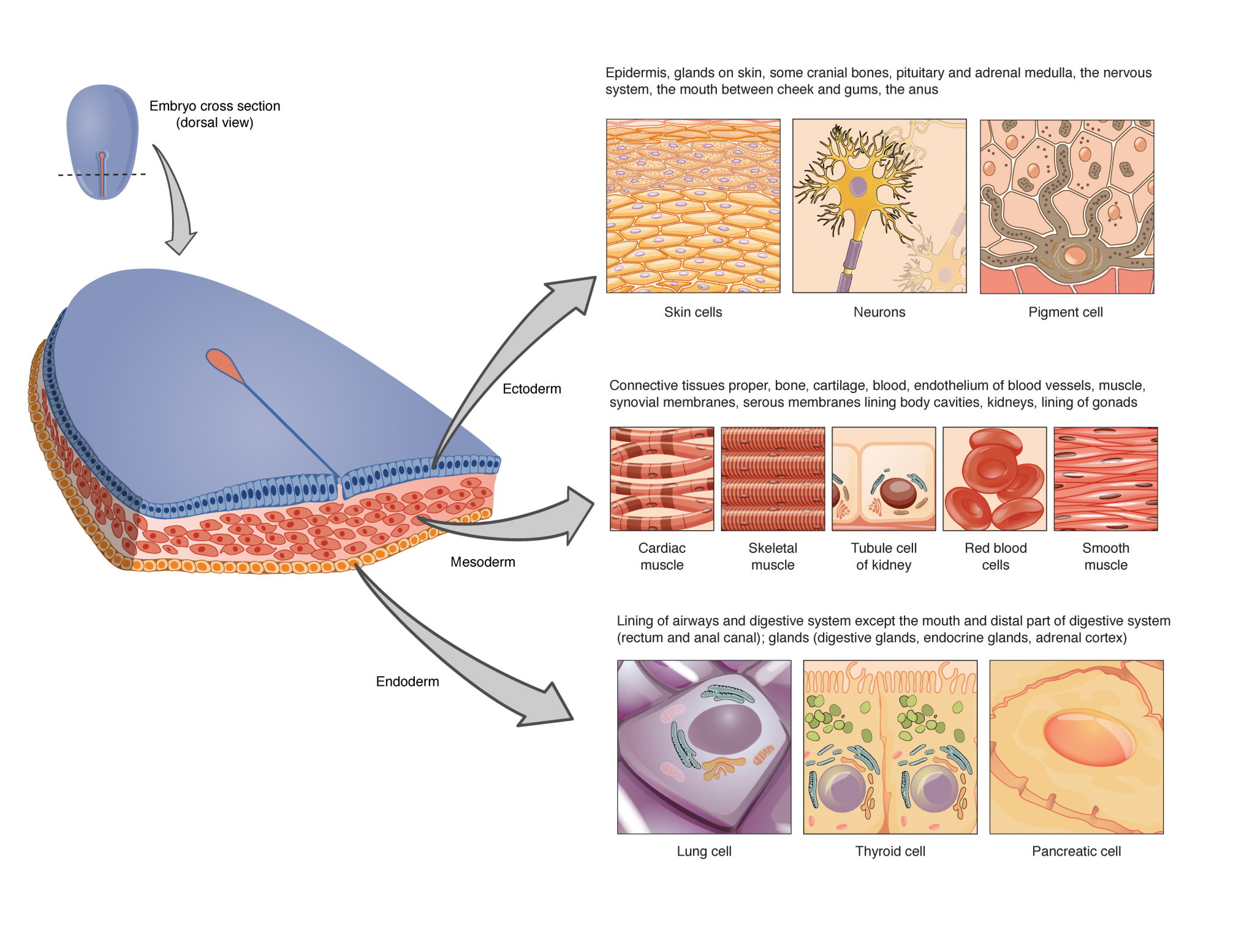 4.1 Types of Tissues – Anatomy & Physiology