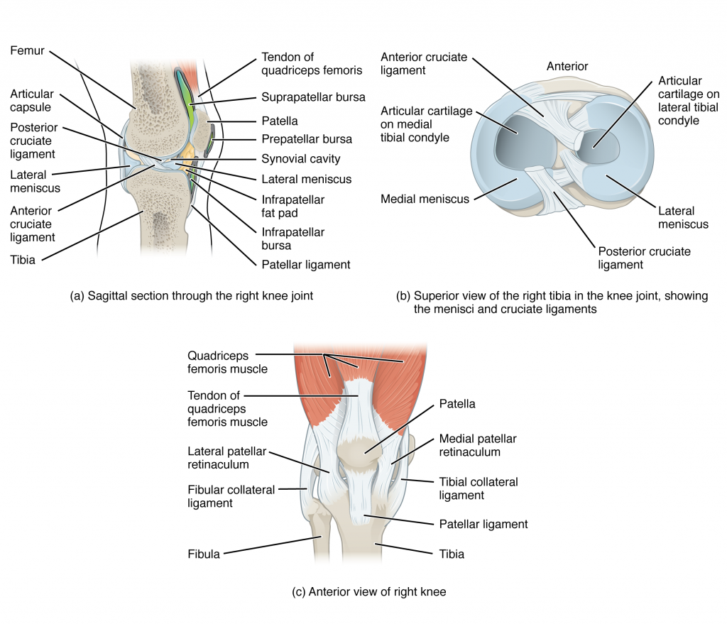This image shows the different views of the knee joint. The top, left panel shows the sagittal view of the right knee joint. The top, left panel shows the superior view of the right tibia, identifying the ligaments. The bottom, right panel shows the anterior view of the right knee.