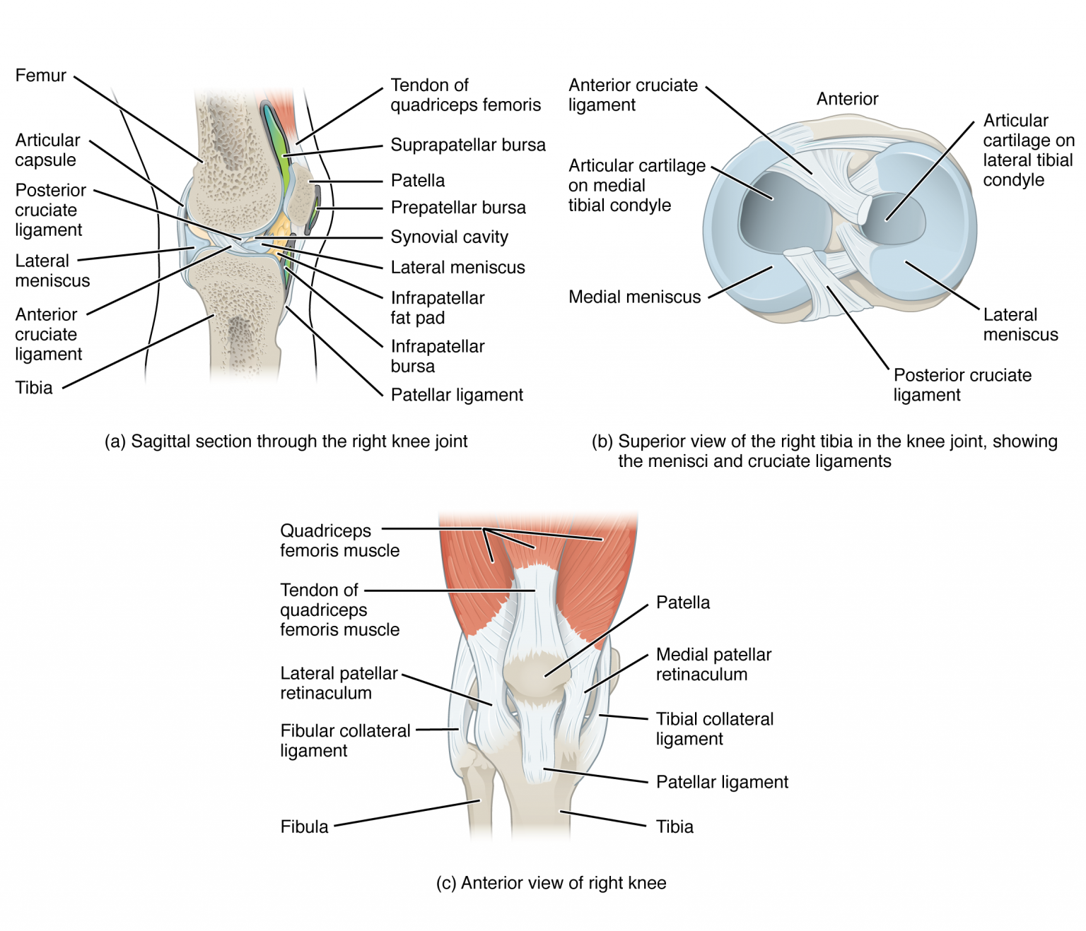 Correct parts. Knee Joint. Knee Joint structure. Muscles of the Knee Joint.