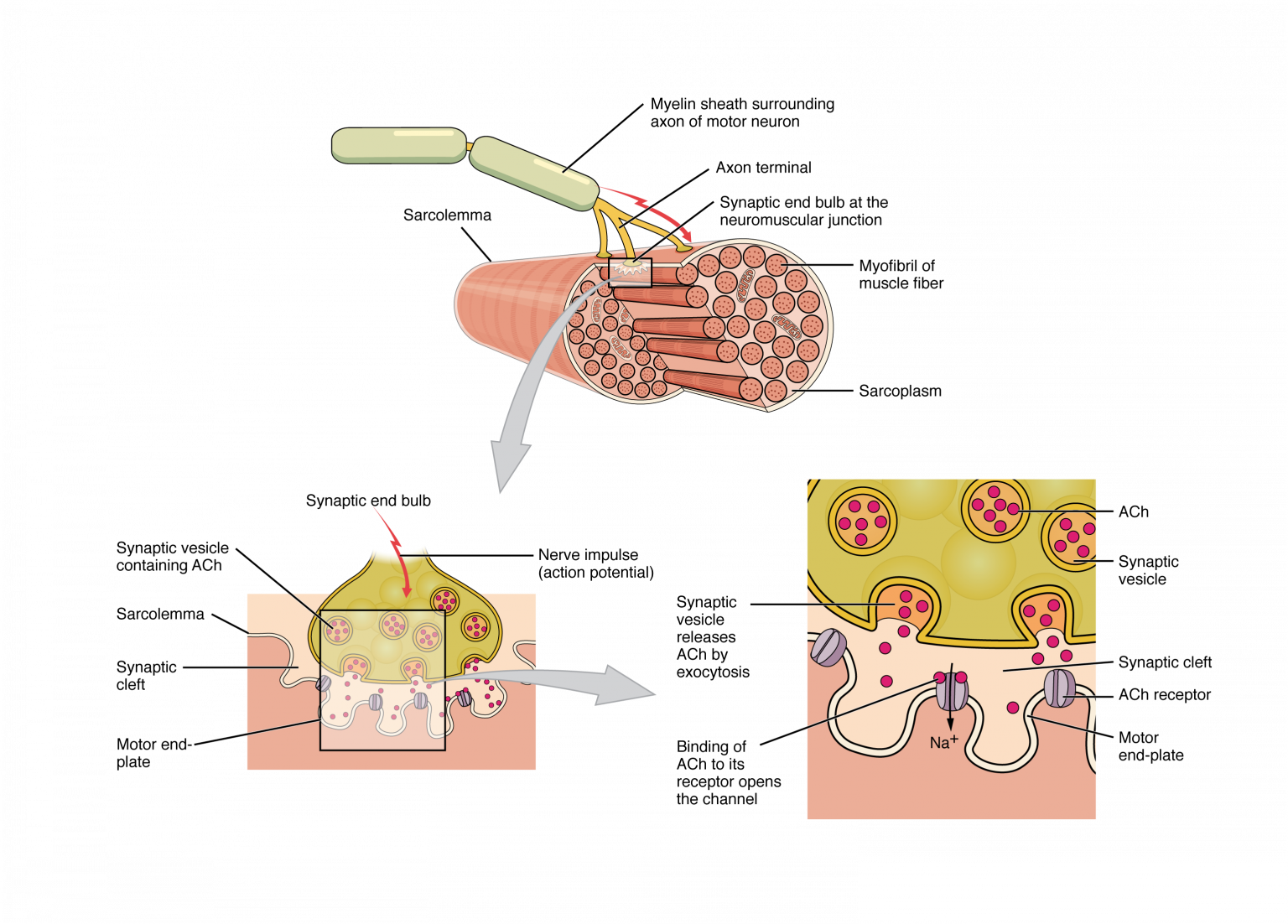 10.3 Muscle Fiber Excitation, Contraction, and Relaxation – Anatomy ...