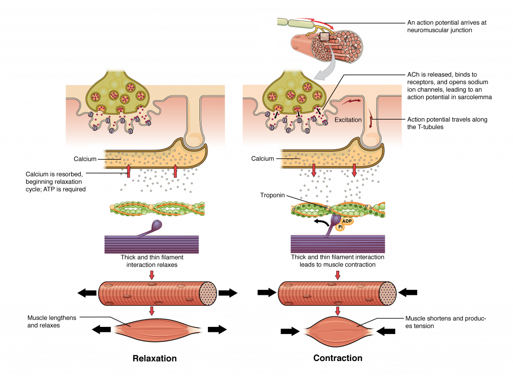 The top left panel in this figure shows the interaction of a motor neuron with a muscle fiber and how calcium is being absorbed into the muscle fiber. This results in the relaxation of the thin and thick filaments as shown in the bottom panel. The top right panel in this figure shows the interaction of a motor neuron with a muscle fiber and how the release of acetylcholine into the muscle cells leads to the release of calcium. The middle panel shows how calcium release activates troponin and leads to muscle contraction. The bottom panel shows an image of a muscle fiber being shortened and producing tension.