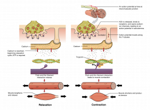 10.3 Muscle Fiber Excitation, Contraction, And Relaxation – Anatomy ...