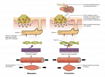 10.3 Muscle Fiber Excitation, Contraction, and Relaxation – Anatomy ...