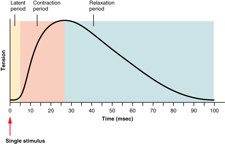 A graph shows the relation between tension and time during muscle twitches. <a href=