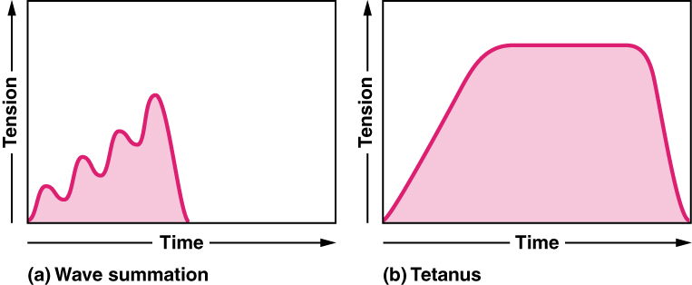 A graph shows tension as a function of time. The curve looks like a waveform.