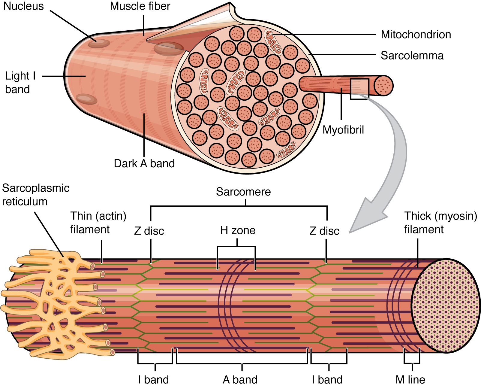 This figure shows the structure of the muscle fibers. In the top panel, a sarcolemma is shown with the major parts labeled. In the bottom panel, a magnified view of a single myofibril is shown and the major parts are labeled.