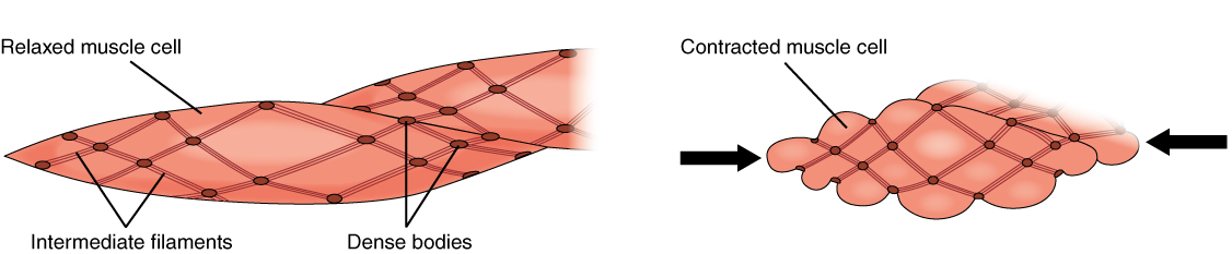 smooth muscle tissue labeled cell membrane