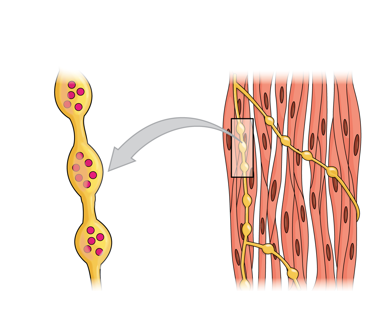 Muscle Tension