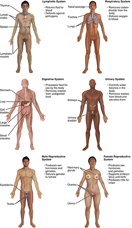 Diagram showing anatomy of human body with names Vector Image