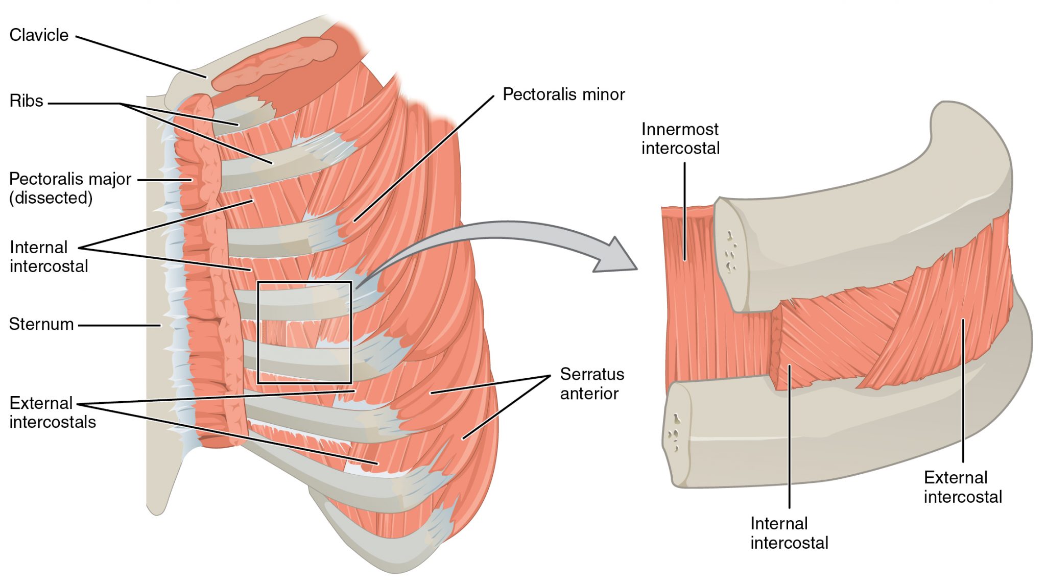 11.5 Axial muscles of the abdominal wall and thorax – Anatomy & Physiology