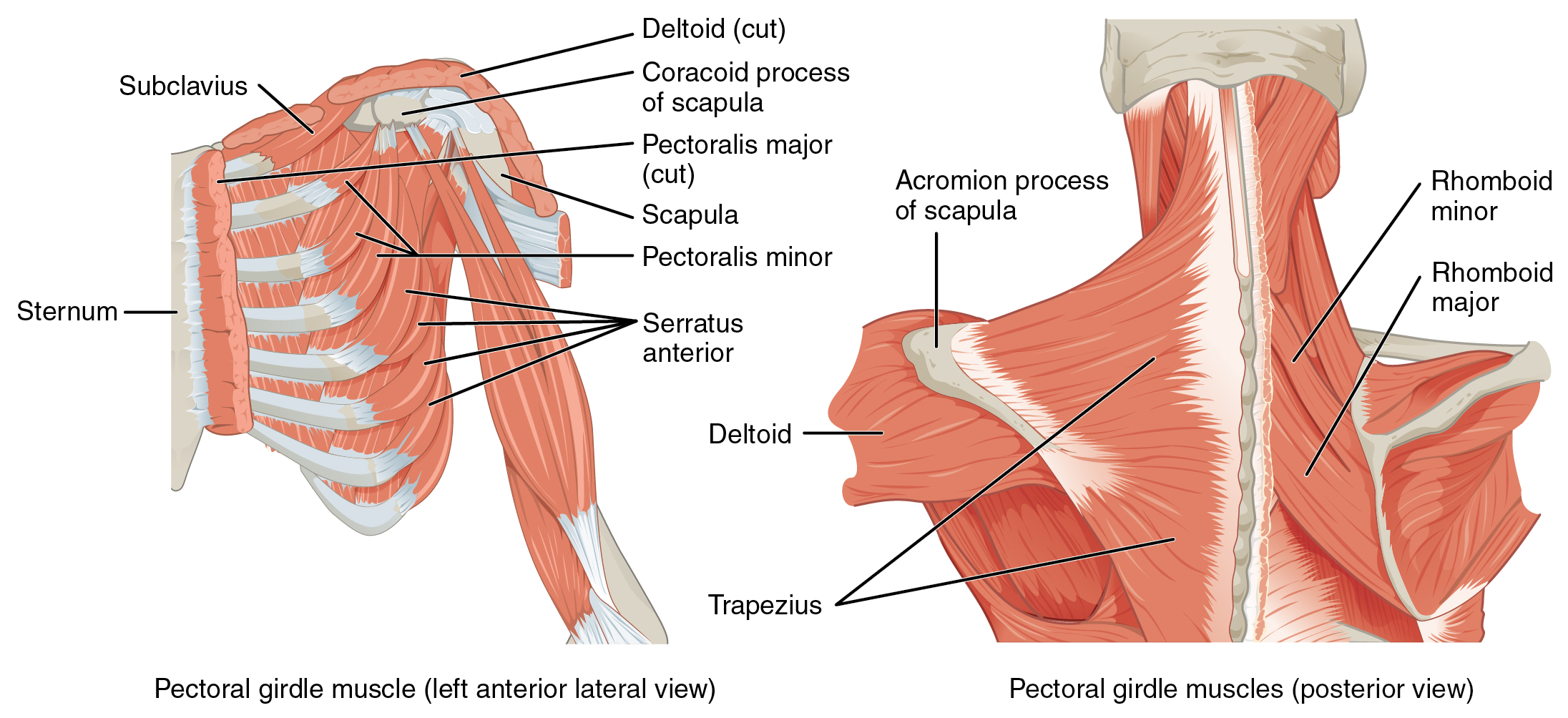 coracobrachialis muscle origin and insertion