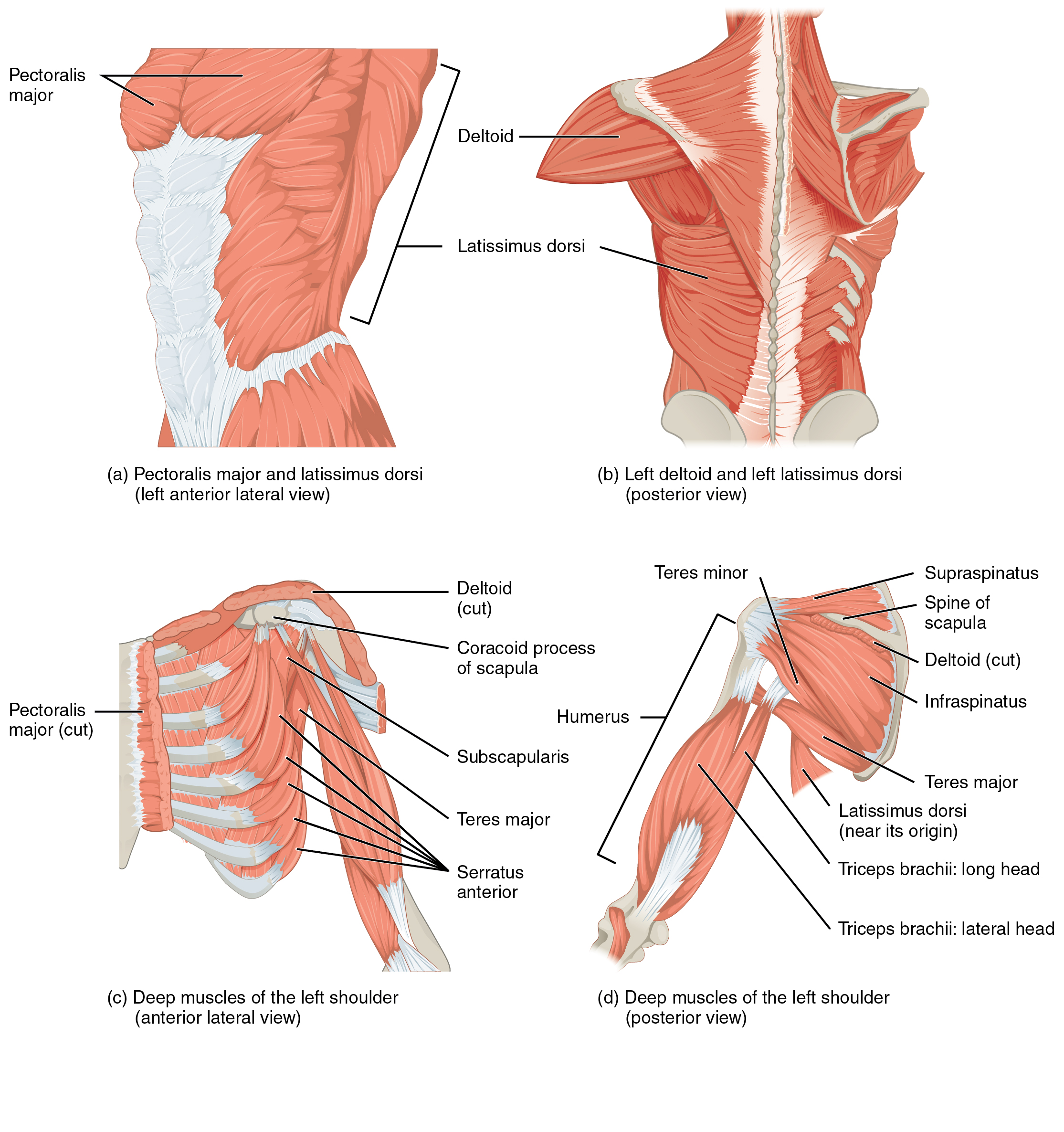 The top left panel shows the lateral view of the pectoral and back muscles. The top right panel shows the posterior view of the right deltoid and the left back muscle. The bottom left panel shows the anterior view of the deep muscles of the left shoulder, and the bottom right panel shows the deep muscles of the left shoulder.