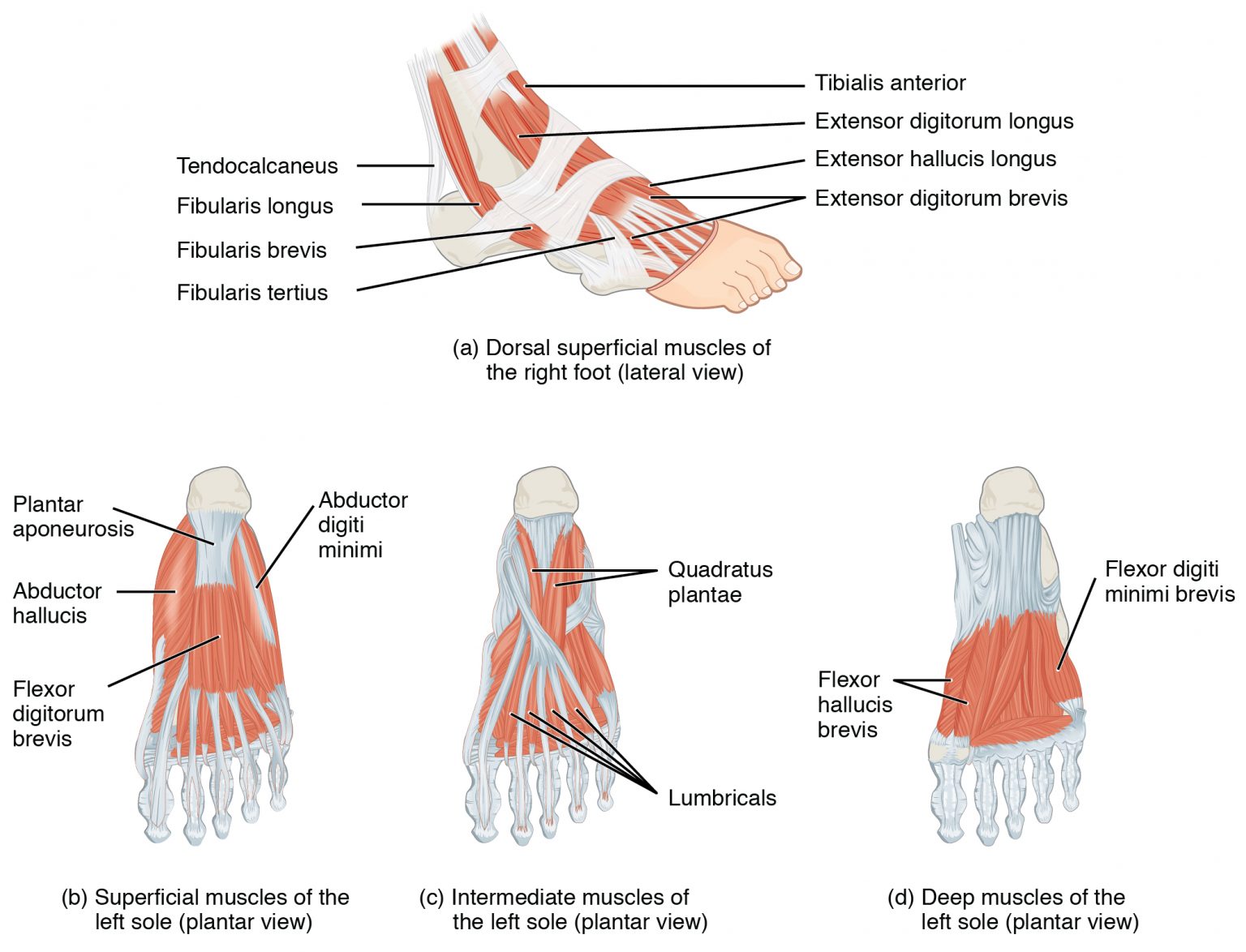 11-7-appendicular-muscles-of-the-pelvic-girdle-and-lower-limbs