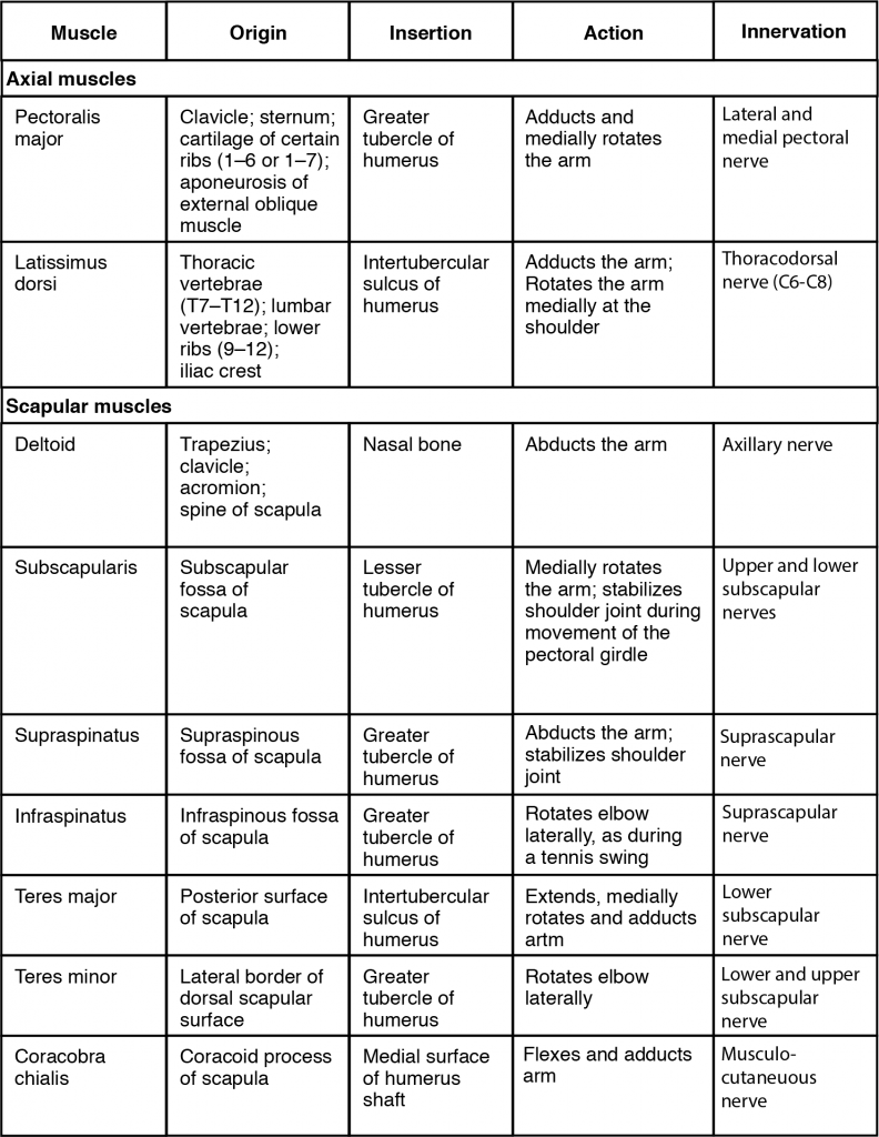 11.6 Muscles of the Pectoral Girdle and Upper Limbs – Anatomy & Physiology