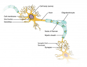 12.2 Nervous Tissue – Anatomy & Physiology