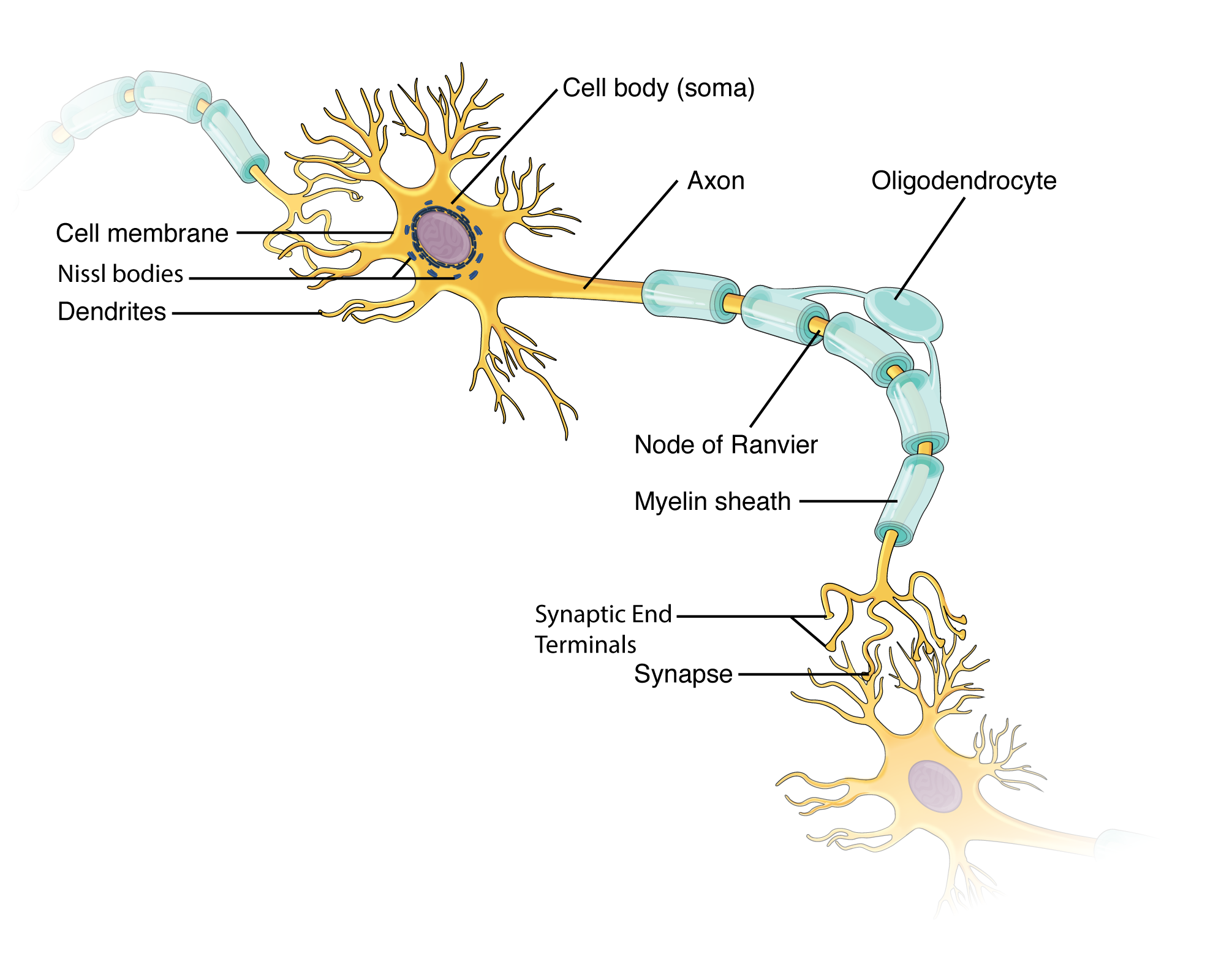 This illustration shows the anatomy of a neuron. The neuron has a very irregular cell body (soma) containing a purple nucleus. There are six projections protruding from the top, bottom and left side of the cell body. Each of the projections branches many times, forming small, tree-shaped structures protruding from the cell body. The right side of the cell body tapers into a long cord called the axon. The axon is insulated by segments of myelin sheath, which resemble a semitransparent toilet paper roll wound around the axon. The myelin sheath is not continuous, but is separated into equally spaced segments. The bare axon segments between the sheath segments are called nodes of Ranvier. An oligodendrocyte is reaching its two arm like projections onto two myelin sheath segments. The axon branches many times at its end, where it connects to the dendrites of another neuron. Each connection between an axon branch and a dendrite is called a synapse. The cell membrane completely surrounds the cell body, dendrites, and its axon. The axon of another nerve is seen in the upper left of the diagram connecting with the dendrites of the central neuron.