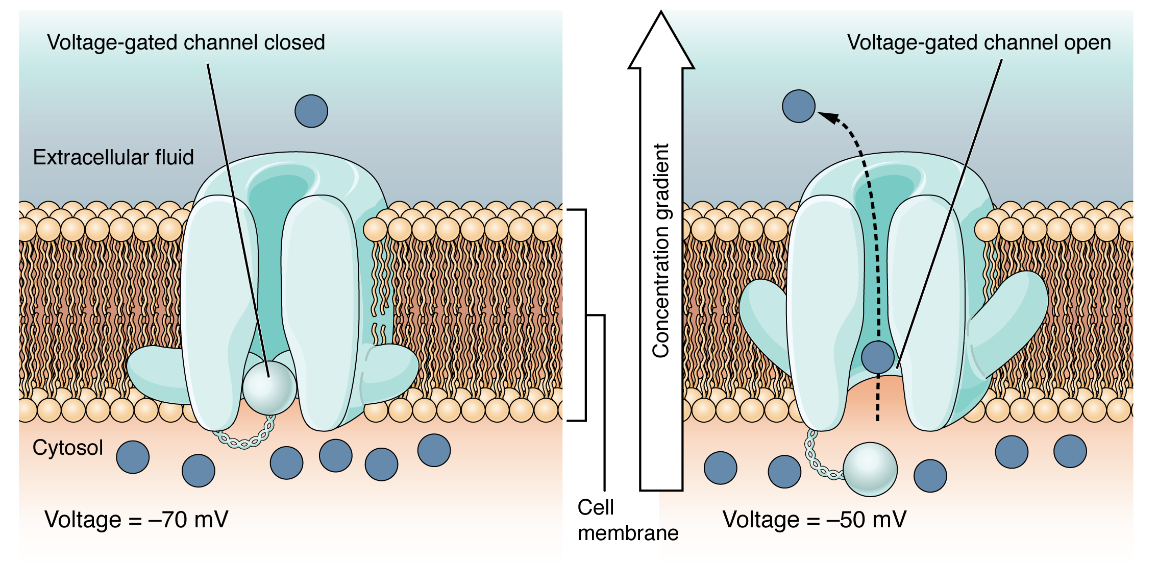This is a two part diagram. Both diagrams show a voltage gated channel embedded in the lipid membrane bilayer. The channel contains a sphere shaped gate that is attached to a filament. In the first diagram there are several ions in the cytosol but only one ion in the extracellular fluid. The voltage across the membrane is currently minus seventy millivolts and the voltage gated channel is closed. In the second diagram, the voltage in the cytosol is minus fifty millivolts. This voltage change has caused the voltage gated channel to open, as the small sphere is no longer occluding the channel. One of the ions is moving through the channel, down its concentration gradient, and out into the extracellular fluid.
