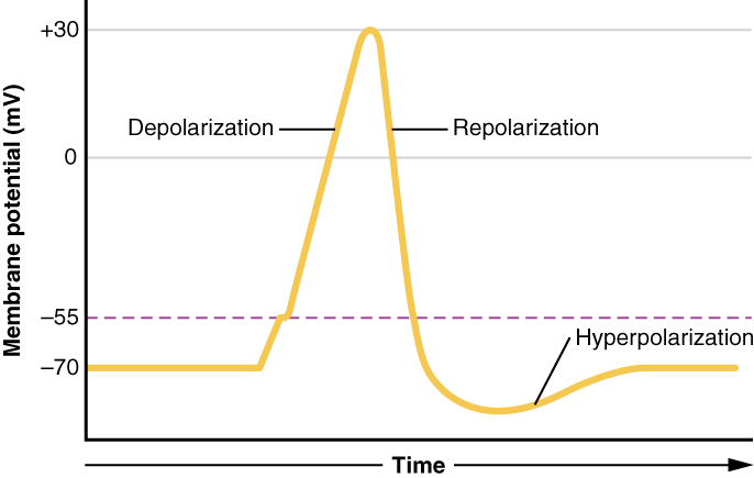 action potential graph labeled