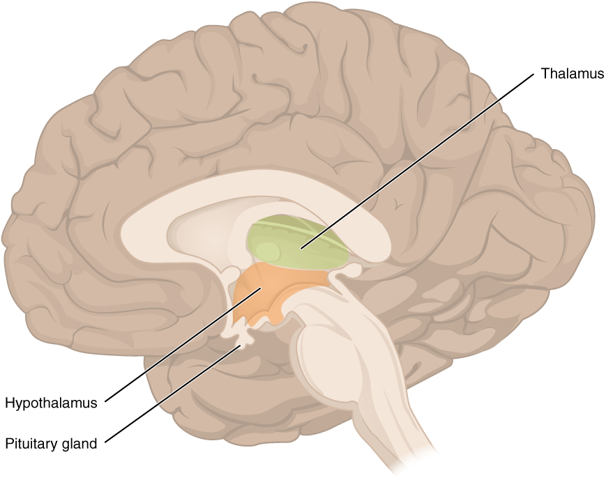 This figure shows the location of the thalamus, hypothalamus and pituitary gland in the brain.