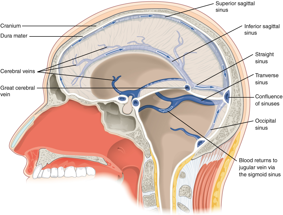 This diagram shows a lateral view of the brain and labels the location of the different sinuses.