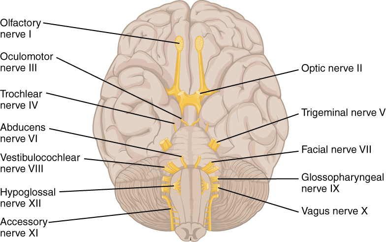 ventral brain cranial nerves