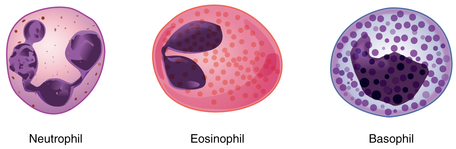 leukocytes histology